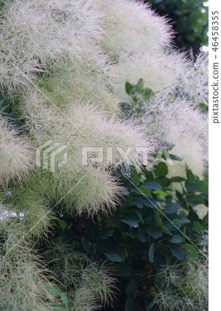 熏樹花語“活潑的家” 46458355