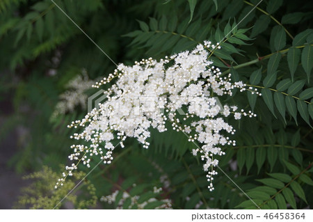 八幡Nanakado花語是“明智的” 46458364