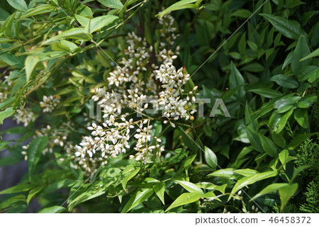 南天花花語是“愛情” 46458372