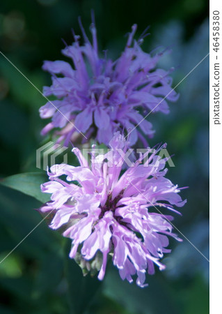 箭輪輕載Monalda Didyma Pink 46458380