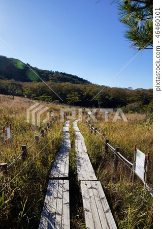 Promenade of the wetland Promenade of the wetland 46460101