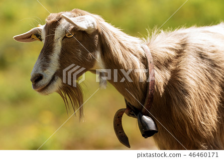 Mountain Goat on a green background 46460171