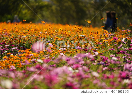 Mukogawa Cosmos Mukogawa Cosmos 46460195