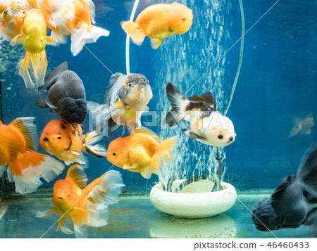 Goldfish swimming in the fish tank 46460433