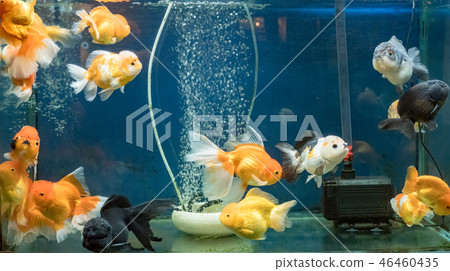Goldfish swimming in the fish tank 46460435