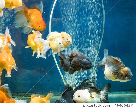 Goldfish swimming in the fish tank Goldfish swimming in the fish tank 46460437
