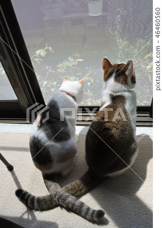 A cat playing in the sun by the window 46460560