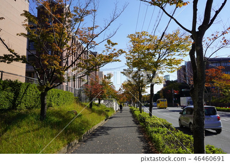 街與大學校園 街與大學校園 46460691