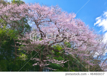 Ippon Sakura-Kitamoto's Ed Hegan 46460837