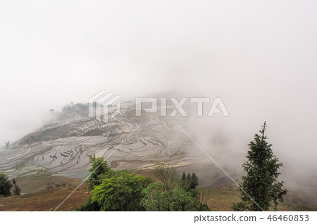 中國雲南省豫園樹梯田元陽/元峪水稻梯田，元陽 46460853