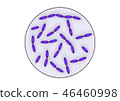 Microorganism 46460998