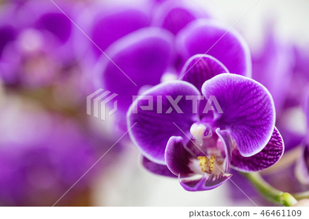 台灣蘭花花。紫色蘭花花包含花蕾,花蕾,花蕾。愛情故事禮物。 台灣蘭花花。紫色蘭花花包含花蕾,花蕾,花蕾。愛情故事禮物。 46461109