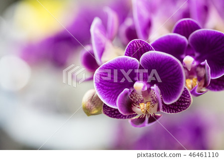Taiwan Orchid flower. Purple orchid flower inclusion flower bud, flower bud, flower bud. Love story gifts. Taiwan Orchid flower. Purple orchid flower inclusion flower bud, flower bud, flower bud. Love story gifts. 46461110