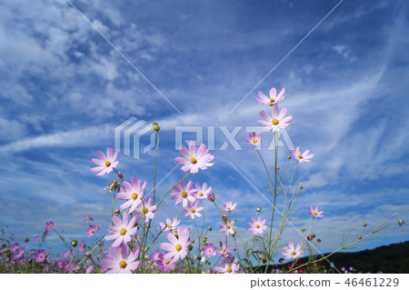Cosmos viewing the sky Cosmos viewing the sky 46461229