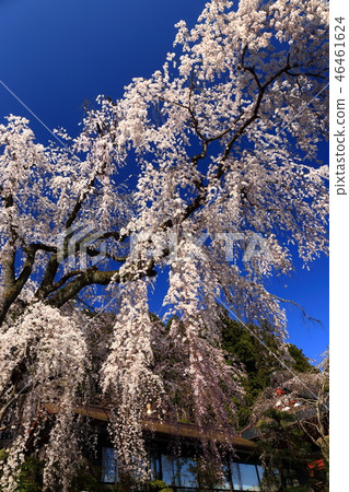 Japanese landscape Spring Sparrow cherry blossoms in full bloom Japanese landscape Spring Sparrow cherry blossoms in full bloom 46461624