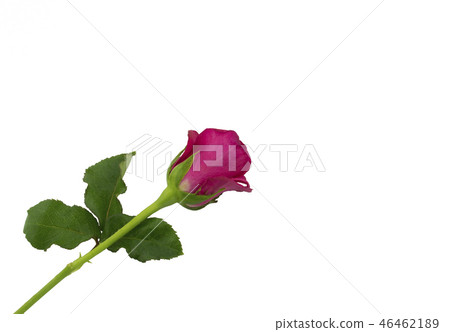 pink rose isolated on white background pink rose isolated on white background 46462189