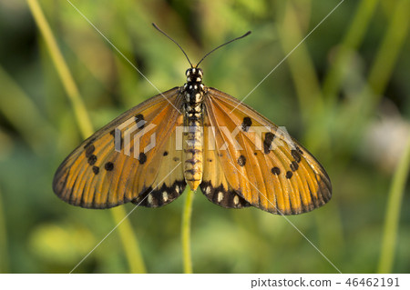 Tawny Coster butterfly on flower and green nature Tawny Coster butterfly on flower and green nature 46462191