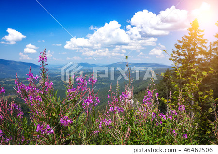 mountain landscape in the Carpathians 46462506