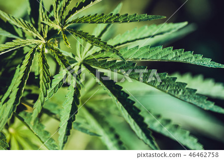 Hemp leaf closeup Hemp leaf closeup 46462758