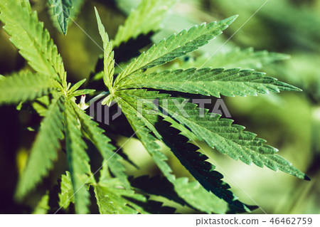Hemp leaf closeup Hemp leaf closeup 46462759