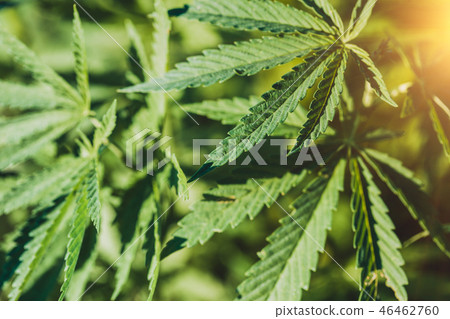 Hemp leaf closeup Hemp leaf closeup 46462760