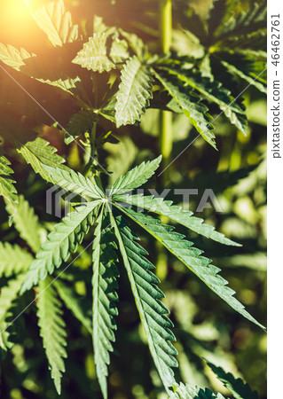 Hemp leaf closeup Hemp leaf closeup 46462761