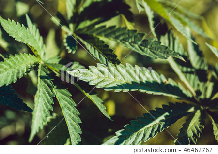 Hemp leaf closeup 46462762