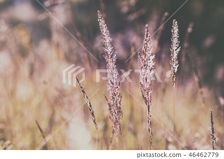 grass at the field grass at the field 46462779