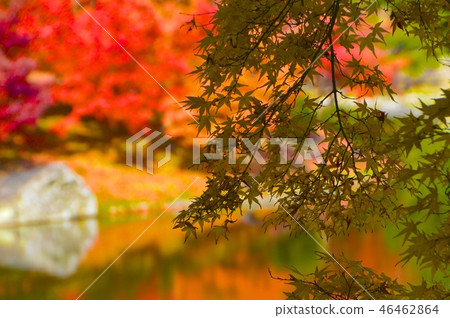 Autumn leaves, pond (Kuribayashi Park / Takamatsu City, Kagawa Prefecture) 46462864