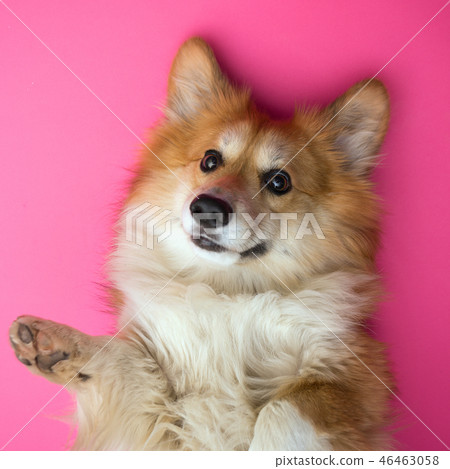 corgi fluffy portrait 46463058