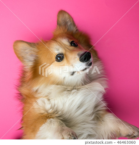 corgi fluffy portrait 46463060
