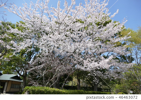 櫻花盛開 櫻花盛開 46463072