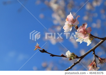 京都府立植物園冬季櫻花3 46463076