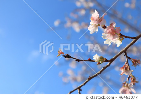 京都府立植物園冬季櫻花4 46463077