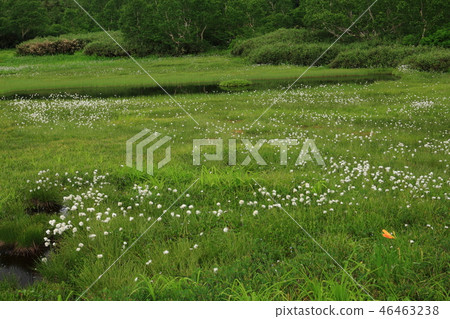 Summer garden of Tsugaike natural garden 46463238