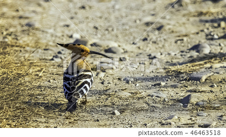Eurasian hoopoe (Upupa epops)  46463518