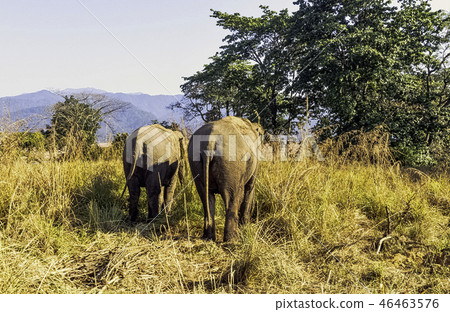 Indian elephant (Elephas maximus indicus)  46463576