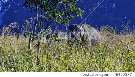 Indian elephant (Elephas maximus indicus)  46463577