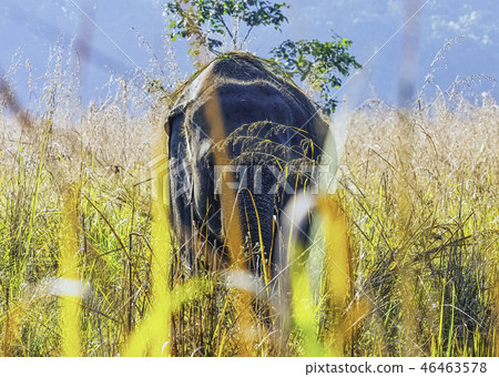 Indian elephant (Elephas maximus indicus)  46463578