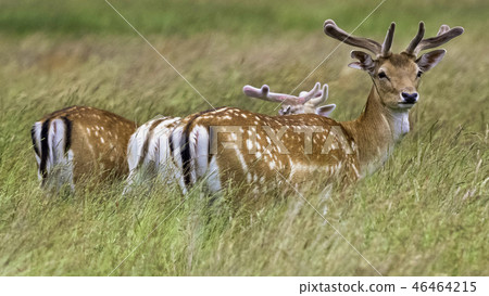 Wild male red deer 46464215