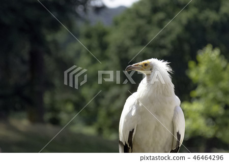 Egyptian vulture (Neophron percnopterus) 46464296