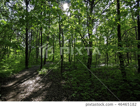 shadows of trees in the forest in spring shadows of trees in the forest in spring 46465182