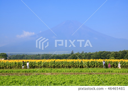 Superb view (Yamanashi Prefecture, Flower City, Summer) 46465481