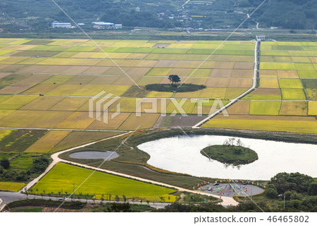Pyeongsari Pyeongsari 46465802