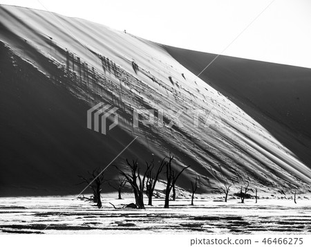Dead camel thorn trees in Deadvlei dry pan with cracked soil in the middle of Namib Desert red dunes 46466275