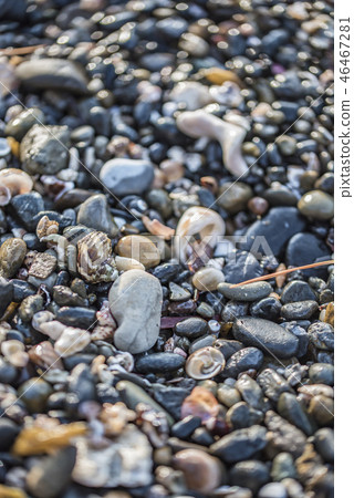 【貝殼】 【貝殼】 46467281