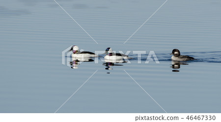Bufflehead ducks (Bucephala albeola) in springtime 46467330
