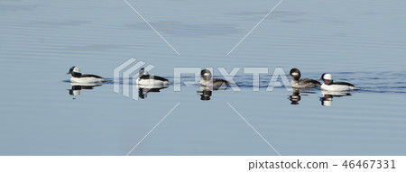 Bufflehead ducks (Bucephala albeola) in springtime 46467331