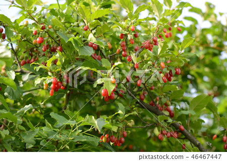 Nutsumi的果實 46467447