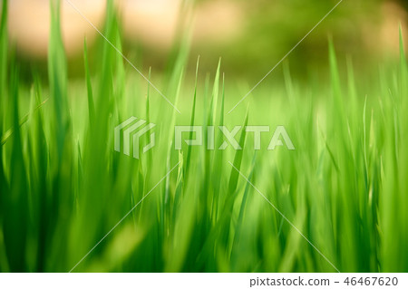 Green rice Green rice 46467620